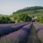 Visiter Provence, Guide Provence, Guides Provence