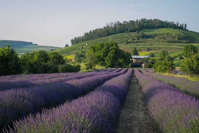 Champs de Lavande Provence, Visiter la Provence