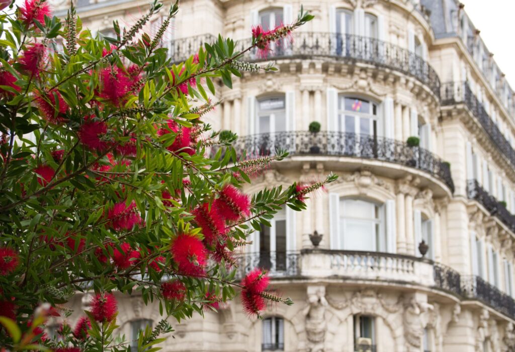 arbuste Montpellier