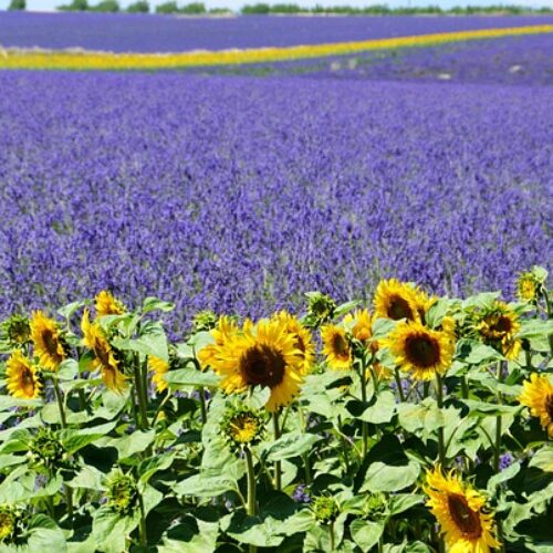 Champs de Lavande Provence, Guide Sud Provence, Guides Provence