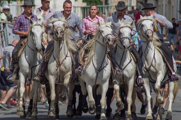 Visiter Provence, Visiter Camargue